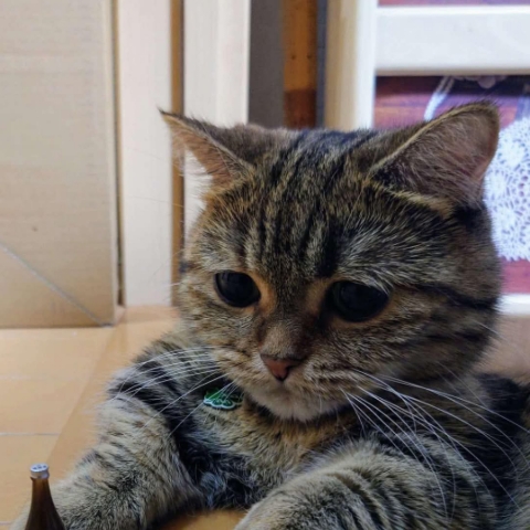 作者名称