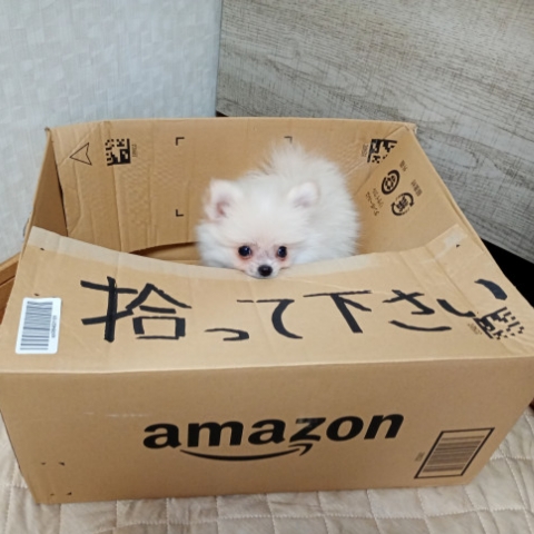 作者名称