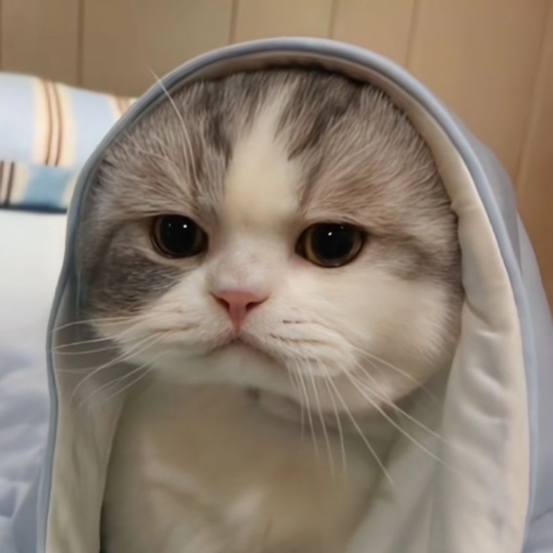 作者名称