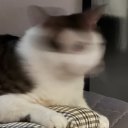 作者名称