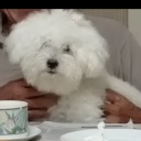 作者名称