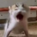 作者名称